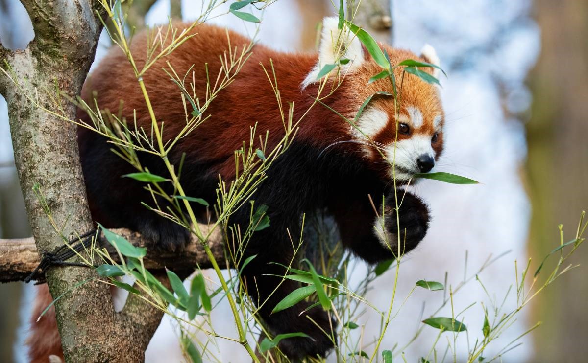 Rijetki crveni panda pobjegao iz zoološkog vrta u Belfastu